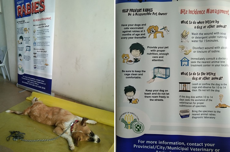 PIA - OrMin ProVet, Nagbigay Ng Bakuna Kontra-rabies Sa Mga Alagang Hayop