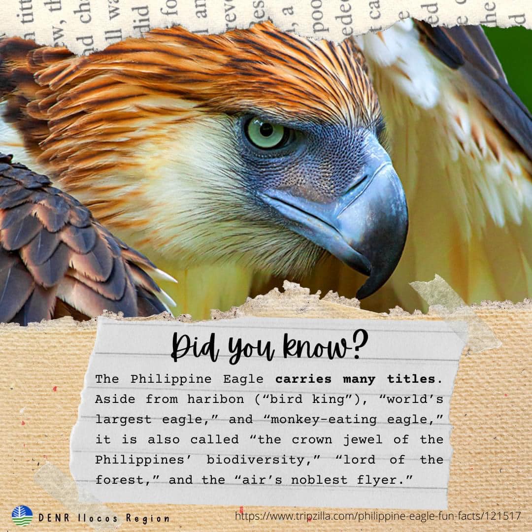 Philippine Eagle Week Interactive Exhibit vrogue.co