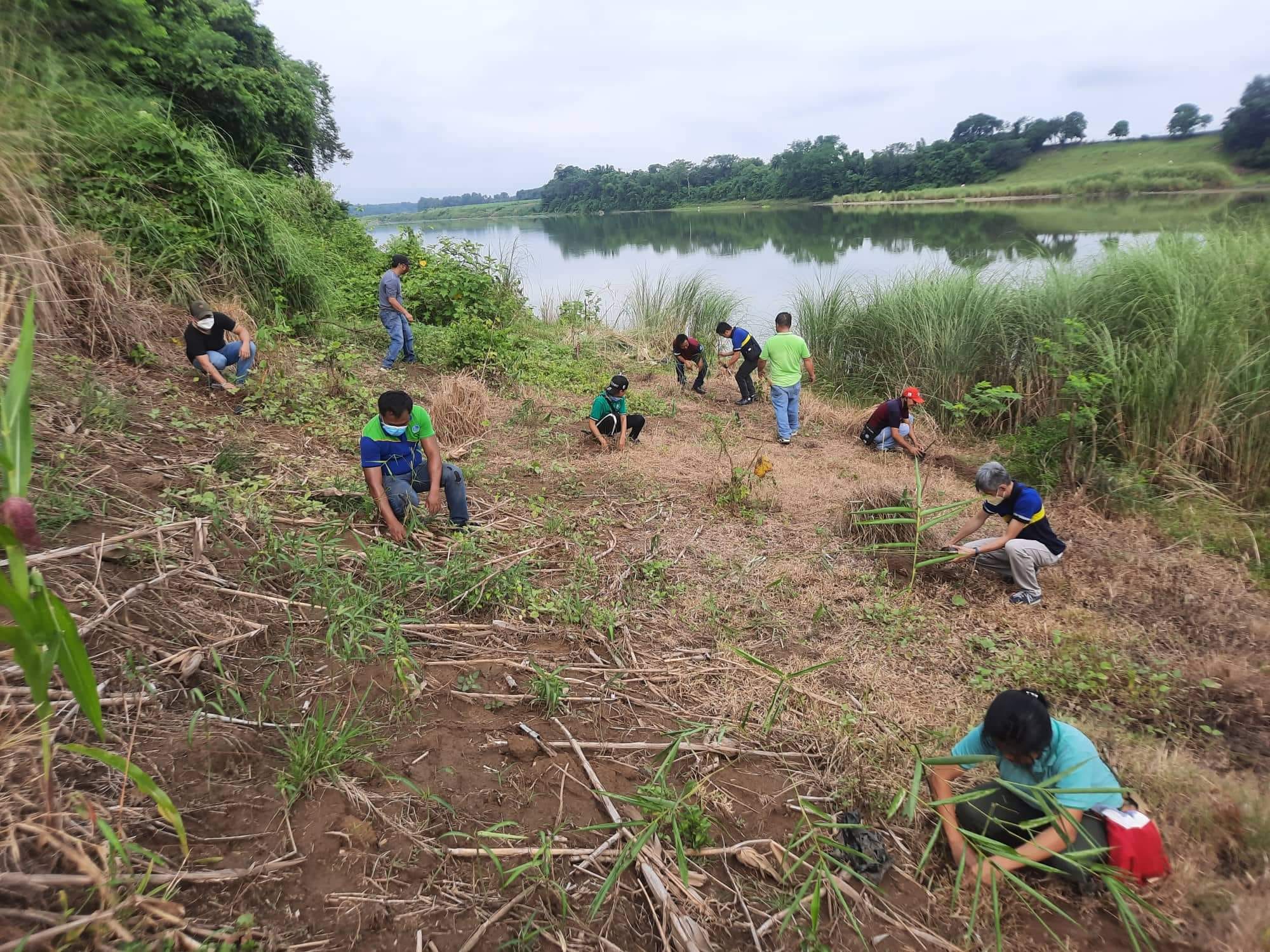 PIA - PENRO Isabela, env’t advocates join bamboo tree planting