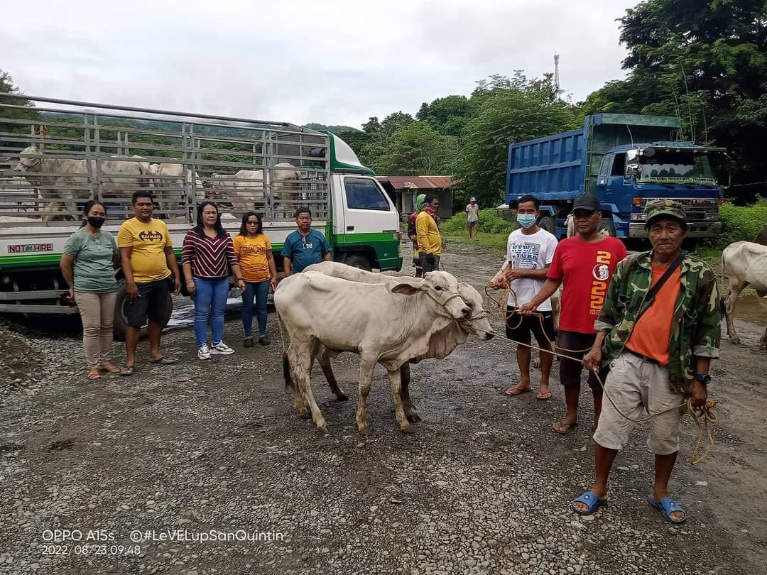 PIA - LGU San Quintin disperses cattle, farm inputs to tobacco farmers