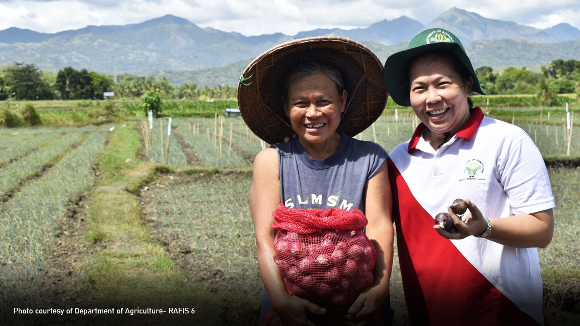 PIA - Iloilo town farmers eye recovery from onion losses incurred in 2022