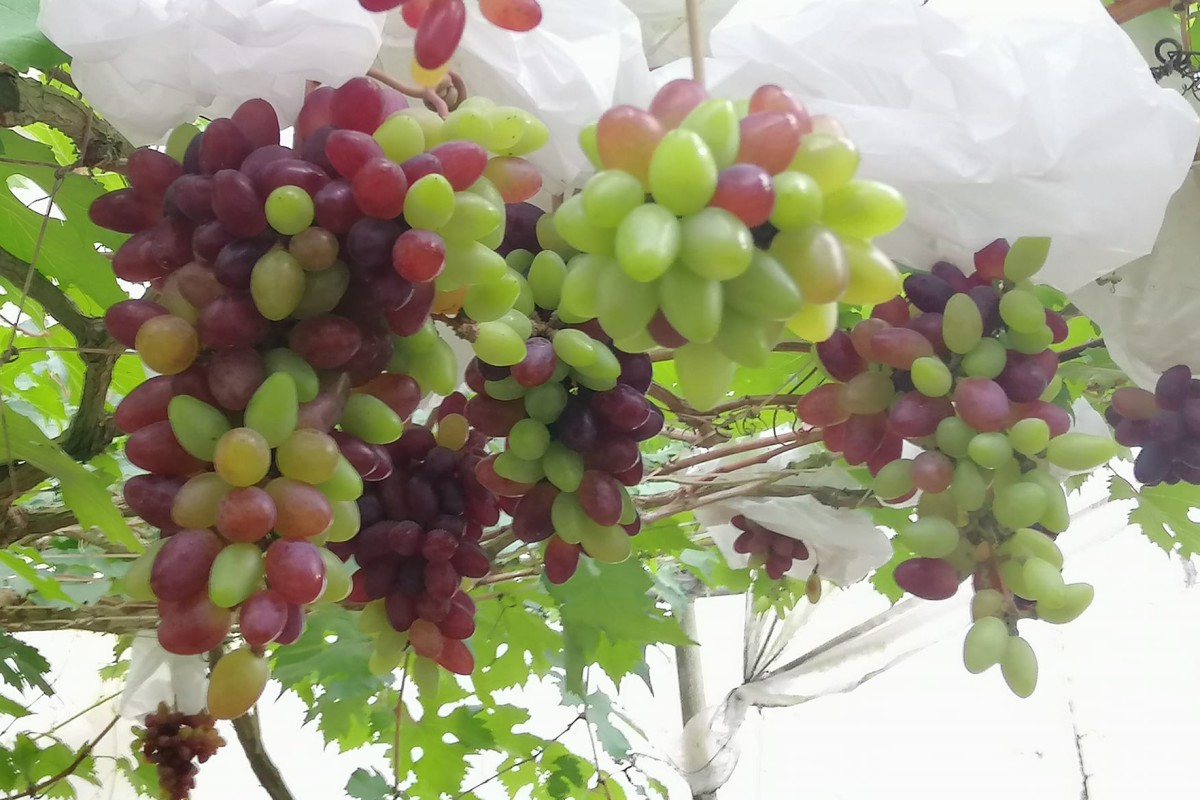 Grape Escape by Happy Fruit