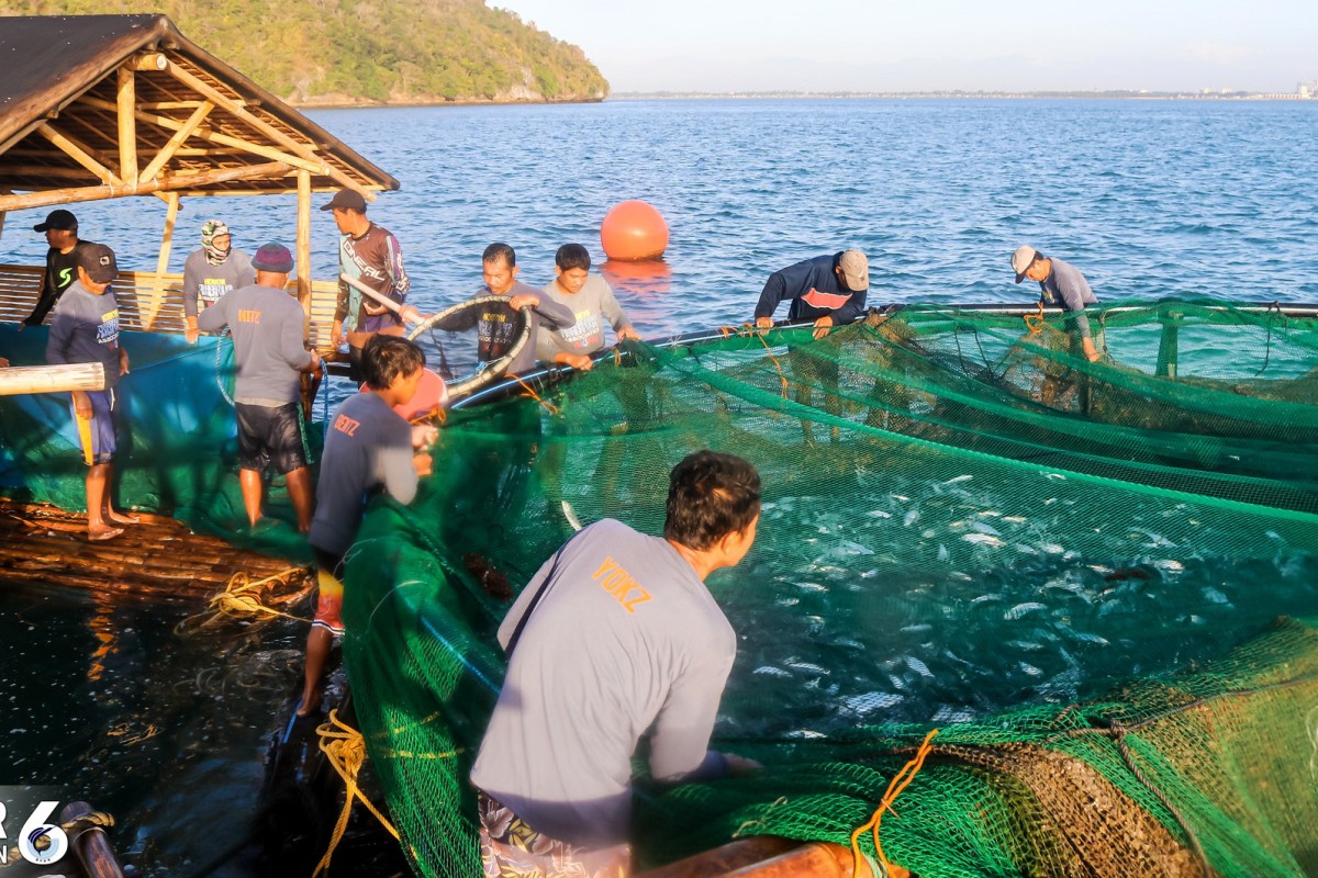 PIA - Fishermen harvest 8 tons bangus from climate-resilient fish