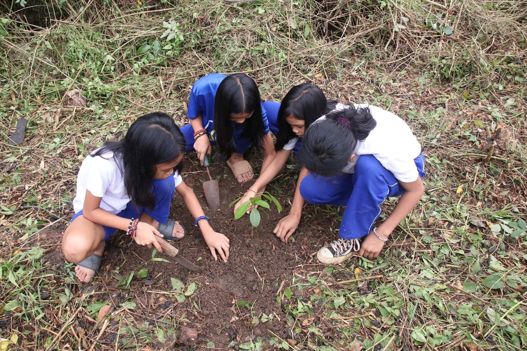 382 LDN public schools join nationwide planting of 236K trees ...