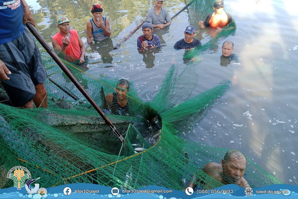 The Bureau of Fisheries and Aquatic Resources-10 Special Area for Agricultural Development program, through its Provincial Project Management Support Office in Misamis Occidental, conducted a harvest field day to showcase the bountiful yield and highlight the positive impact of the project on the local community’s livelihood. (Photo courtesy of BFAR-10)