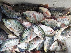 Freshly harvested tilapia for transport to the market. (Photo courtesy of Provincial Agricultural Services Office)