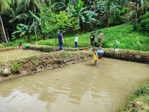 Members of the Awayon Farmers Association in Mercedes, Silago, Southern Leyte prepare the fishpond prior to actual harvesting of tilapia. (Photo courtesy of Provincial Agricultural Services Office)
