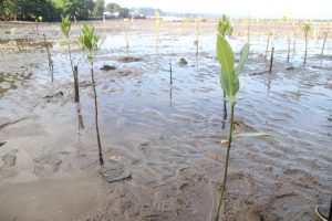 Mga gitanom nga mangrove propagule sa Marcelo Fertilizer, Brgy. Maria Cristina, Iligan City alang sa pagsaulog sa World Wetlands Day. (Photo: ADD/PIA-10/Lanao del Norte)