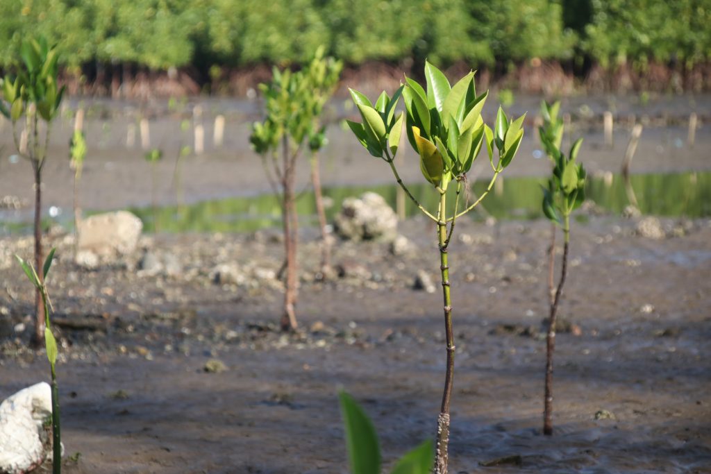  A mangrove propagule was planted at Marcelo Fertilizer, Barangay Maria Cristina, as an advanced observance of World Wetlands Day. (Photo: ADD/PIA-10/Lanao del Norte)