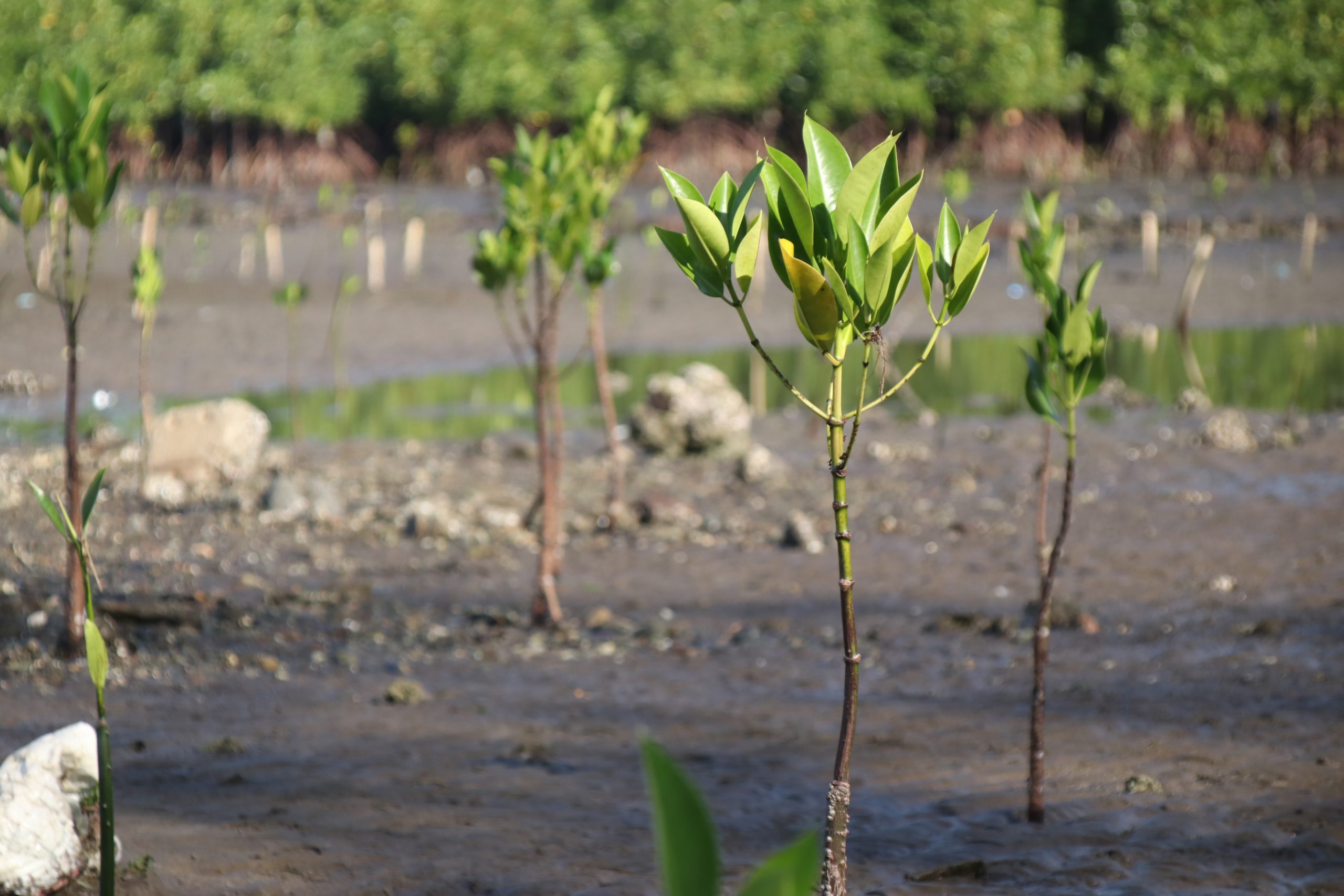  A mangrove propagule was planted at Marcelo Fertilizer, Barangay Maria Cristina, as an advanced observance of World Wetlands Day. (Photo: ADD/PIA-10/Lanao del Norte)