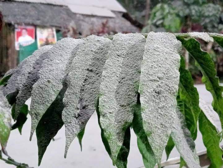 Ash from the volcanic eruption blankets the town of Juban, Sorsogon. (Photo credit: DSWD RO 5)
