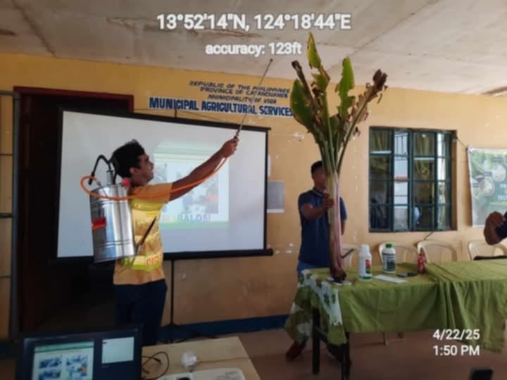 Live demonstration on abaca disease eradication techniques.