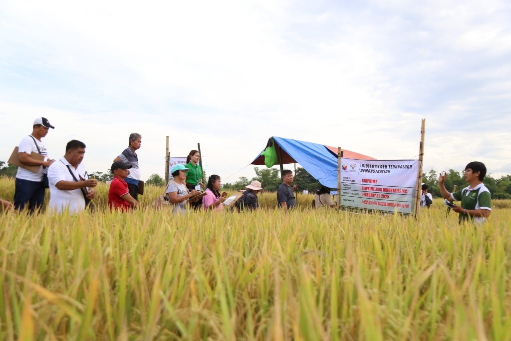 The Department of Agriculture Bicol conducts techno-demo and distribution of agricultural inputs and biofertilizers to over 200 farmers across the region at the DA Central Bicol Experiment Station’s rice production area in Pili. Photos courtesy of DA Bicol